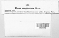 Calophoma complanata image